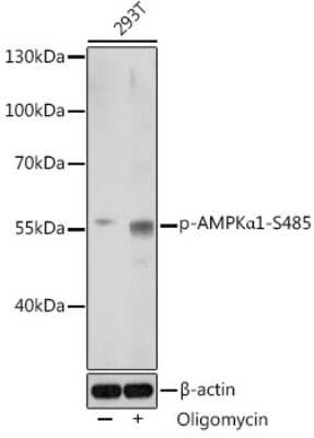 Western Blot: AMPK alpha 1 [p Ser485] AntibodyAzide and BSA Free [NBP3-05462]